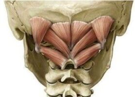Músculos profundos del cuello que mantienen el atlas en la posición equivocada